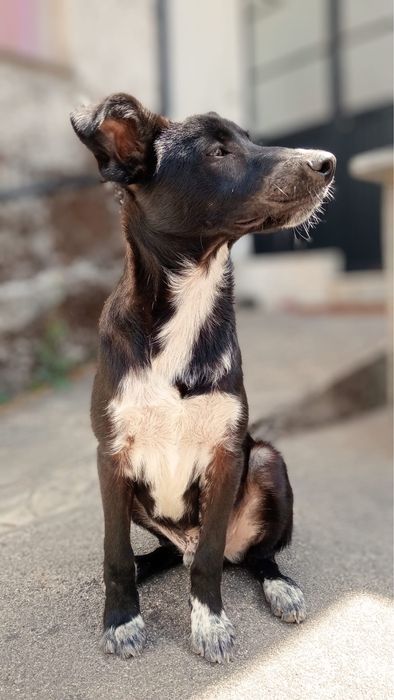 Cãozinho com 8 meses para adoção responsável