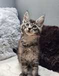 Kocurek rasy Maine Coon - rodowód FPL