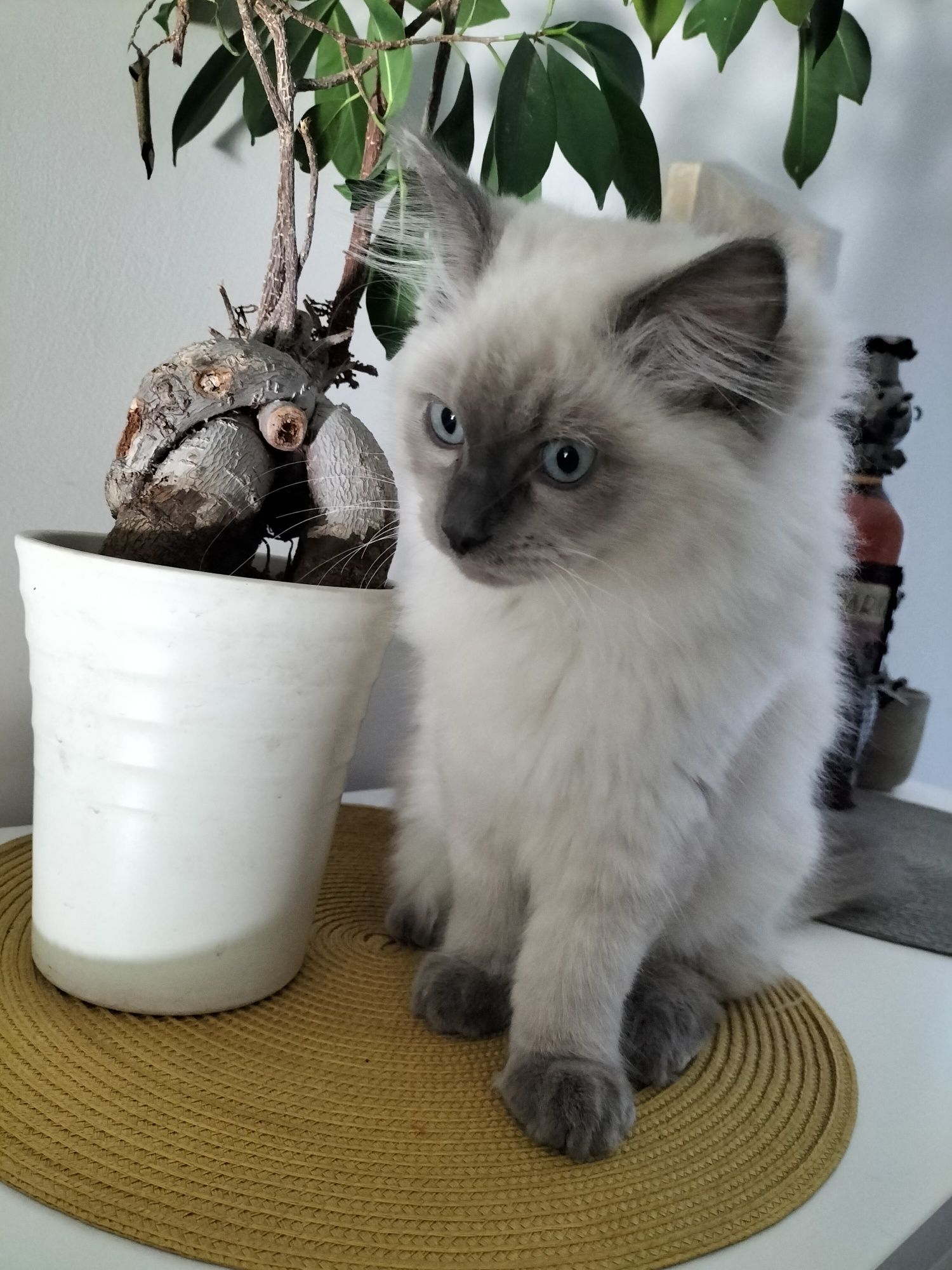 Śliczny kocurek Ragdoll FPL ( likwidacja hodowli)