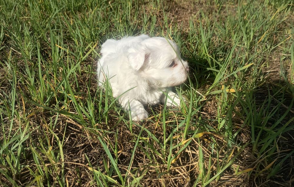 Linda bichon maltes, vacinada e desparasitada