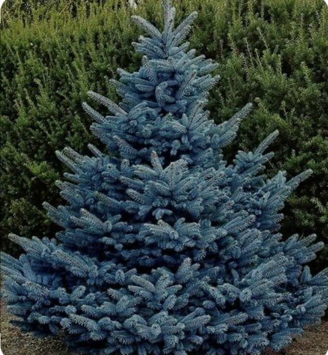 Choinka - Swierk Srebrny/Pospolity z dostawą!