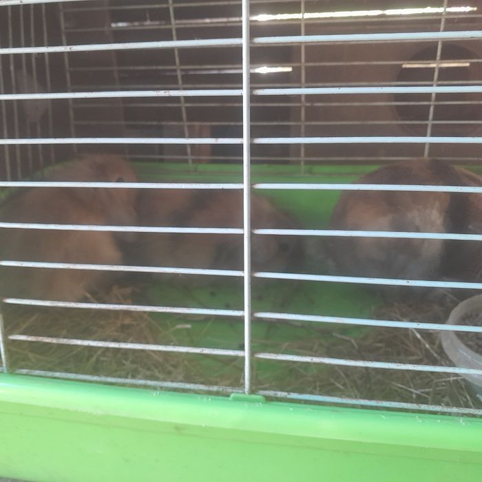 Vendo coelhos anoes de orelhas caidas