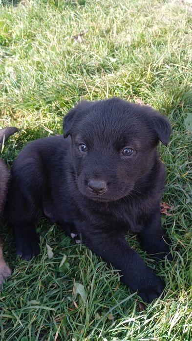 Віддаю песиків в хороші руки БЕЗКОШТОВНО!!!