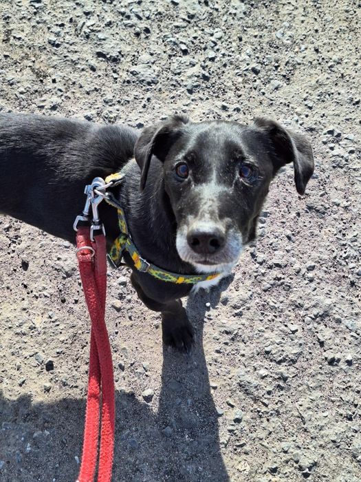 Czekam na dom - Agent