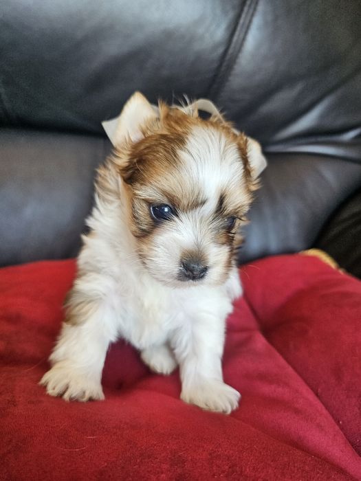 York terrier golddust rezerwacja