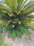 Cycas/sycas/palmeira de cyca