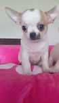 Chihuahua suczka