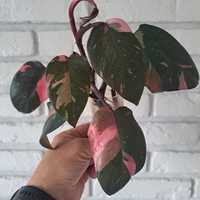Filodendron pink princes