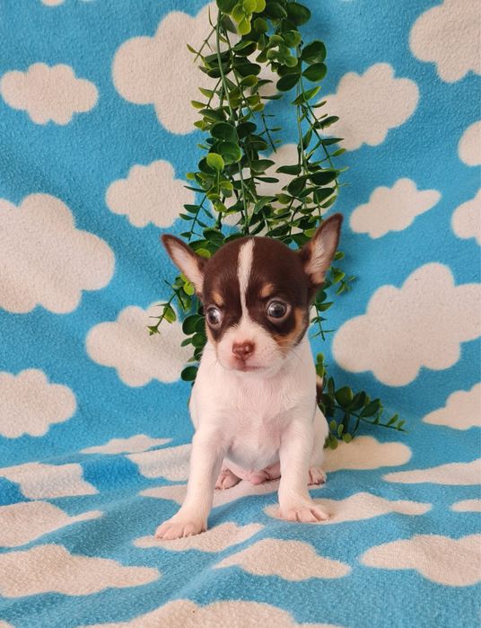 Excecional mini Chihuahua/Chiuaua LinhagemRussa. Qualidad