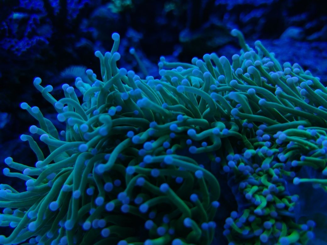 Euphyllia glabrescens aussie zielona fluo z rozowymi koncowkami