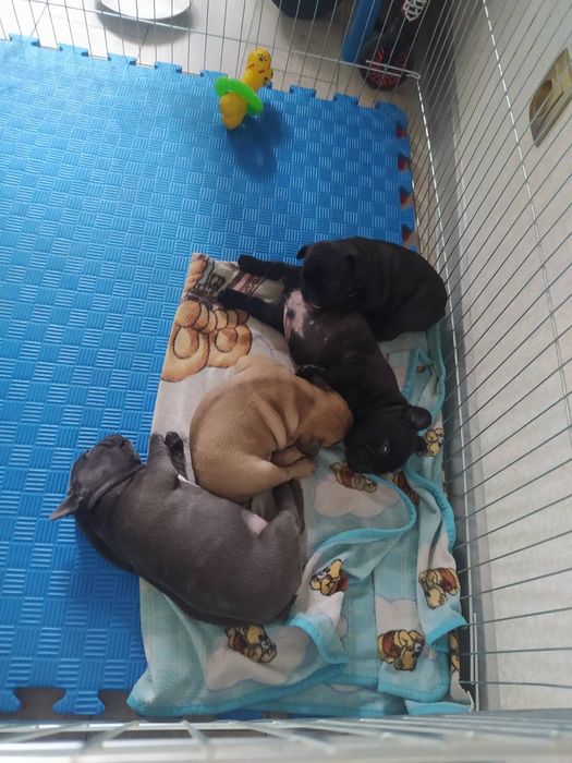 Вязка французкого бульдога