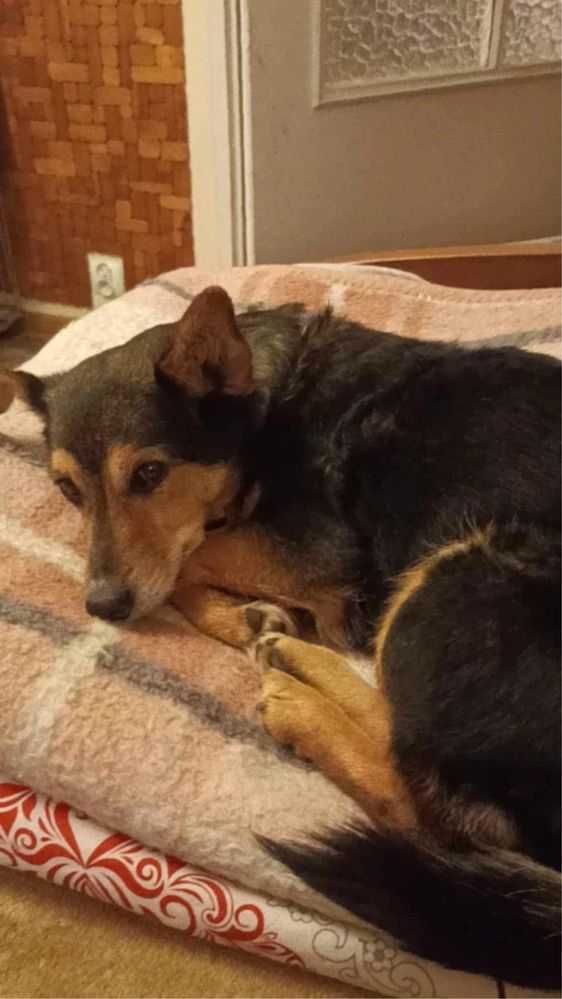 Zuza- mała (9kg), KOTOLUBNA, inteligentna suczka-dowóz w Polsce