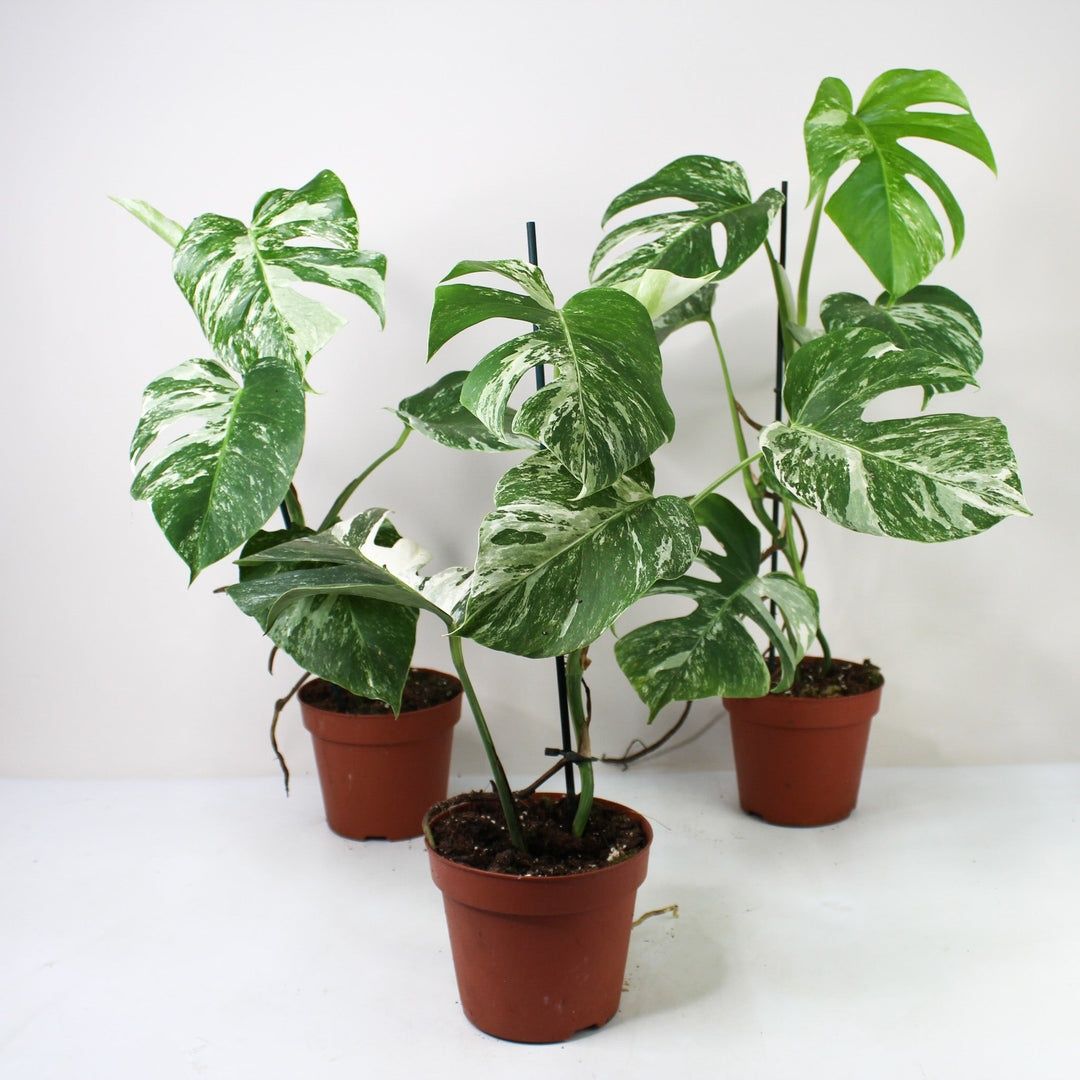 Monstera variegata, últimos exemplares