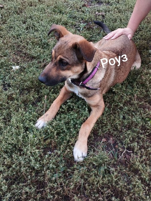 Врятовані песики