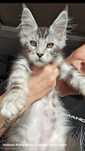 Maine coon kocurek Felis Polonia z prawami do hodowli