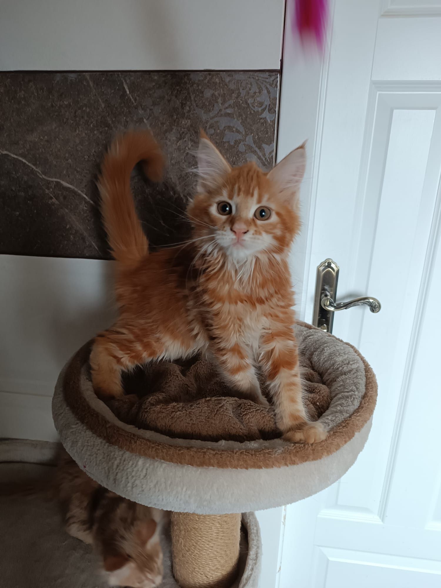 Maine coon FPL.Koteczka,,kot rasowy GOTOWA DO ODBIORU