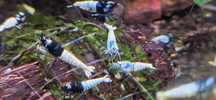 Krewetki Caridina mix
