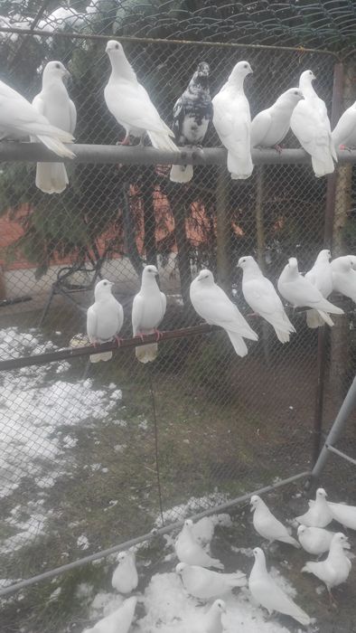 Gołębie wysokolotne cepele