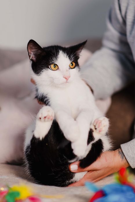 4 miesięczny Jaś i Staś szukają domu razem lub osobno!