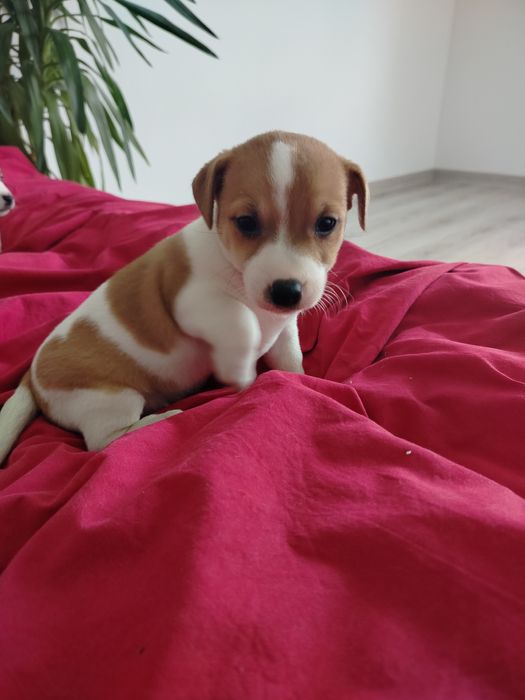 Jack Russell Terrier suczka