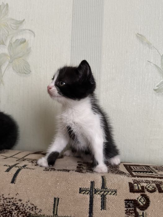 Віддам кошенят в добрі руки