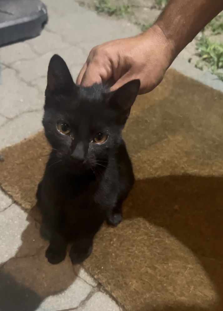 Gato bebe para Adoçao