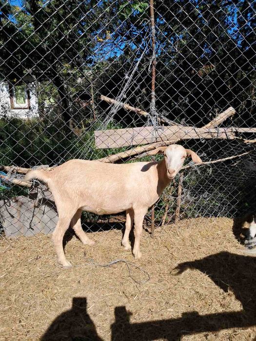 Козы козлята альпы и зааны