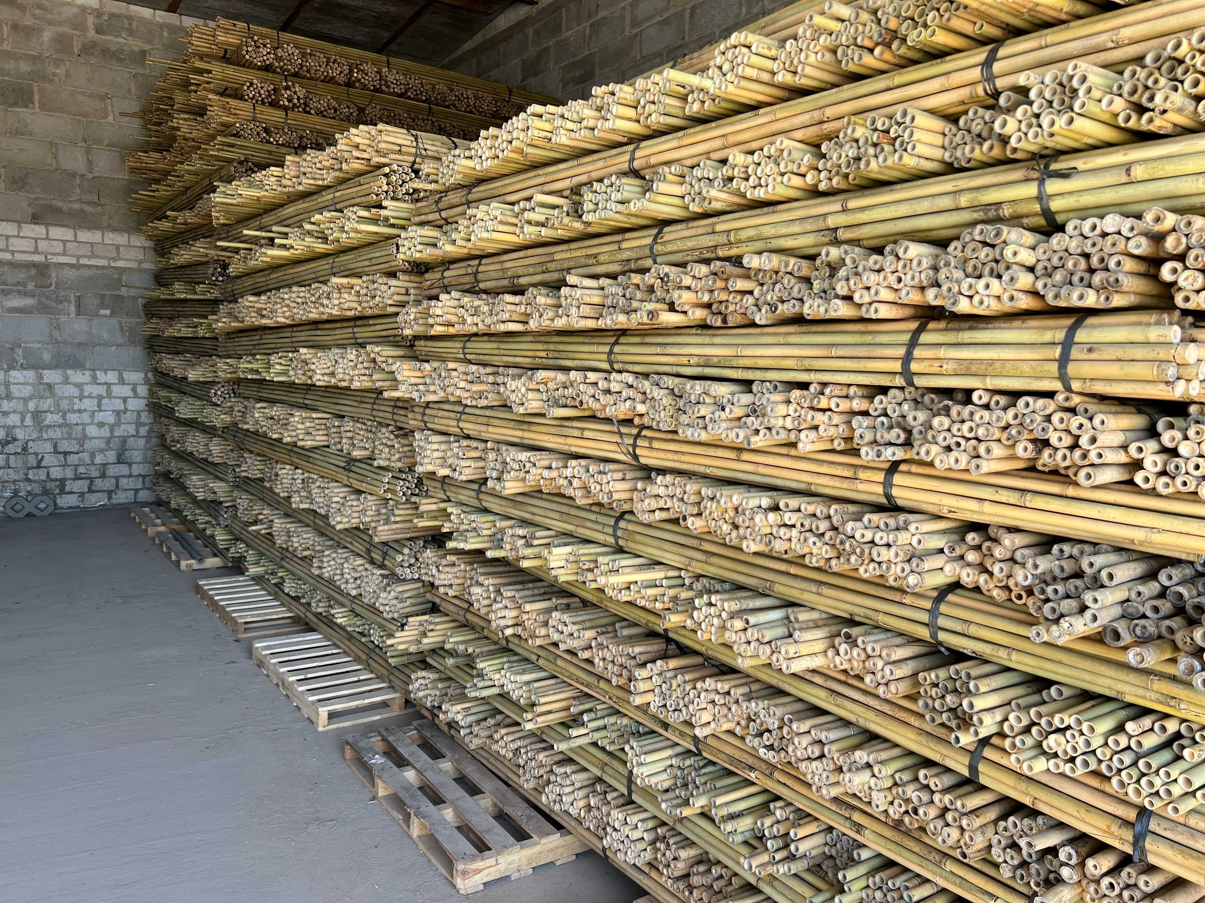 Tyczka bambusowa sadownicza 295cm 26/28 bambus sadowniczy