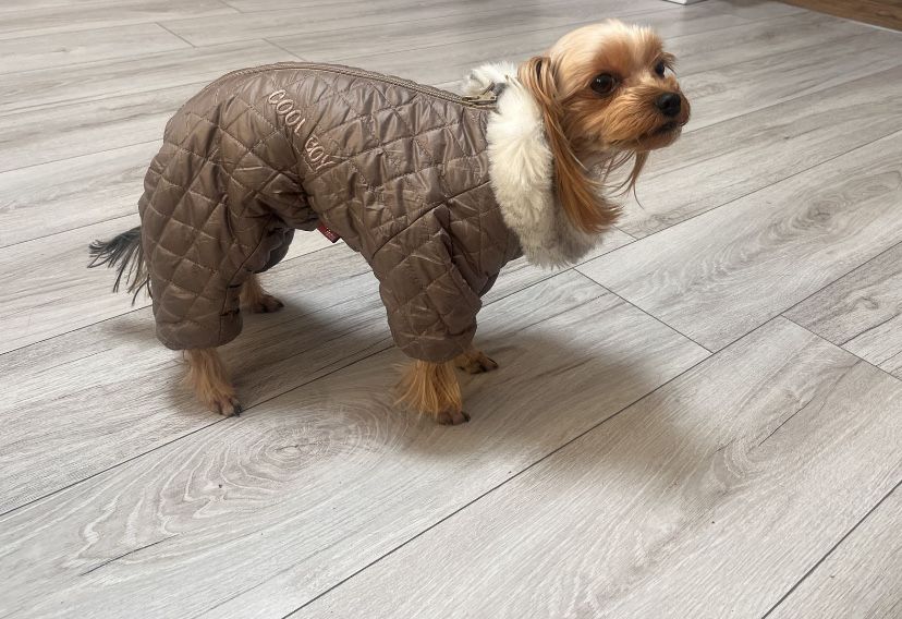 Комбинезон для собак одяг одежда животных