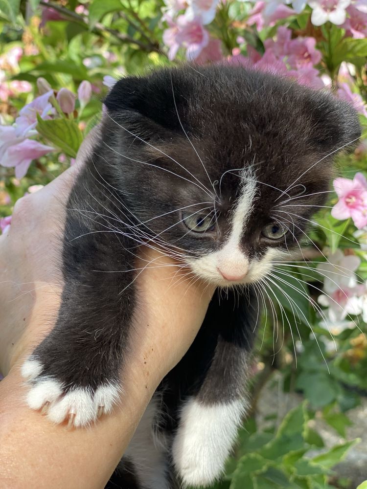 Вислоухий котик, 3 месяца