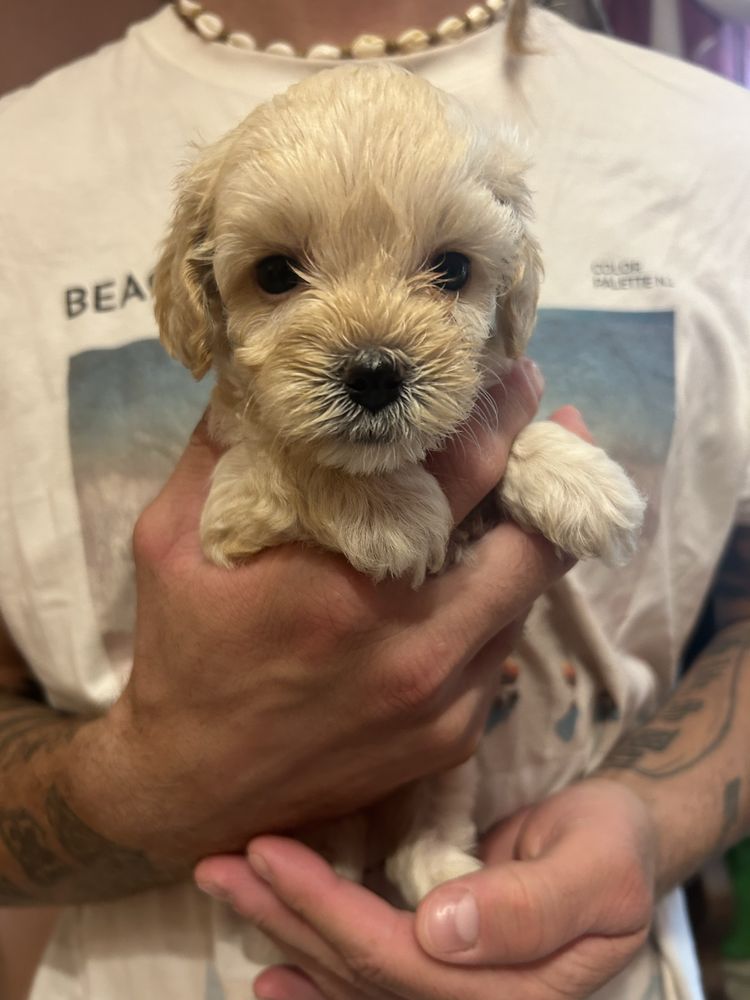 Suczka maltipoo F1