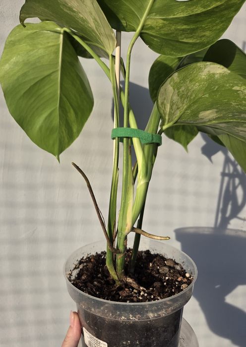 Monstera Aurea Marmorata