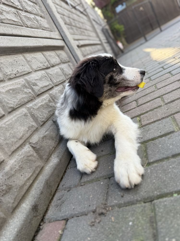 Border Collie pies