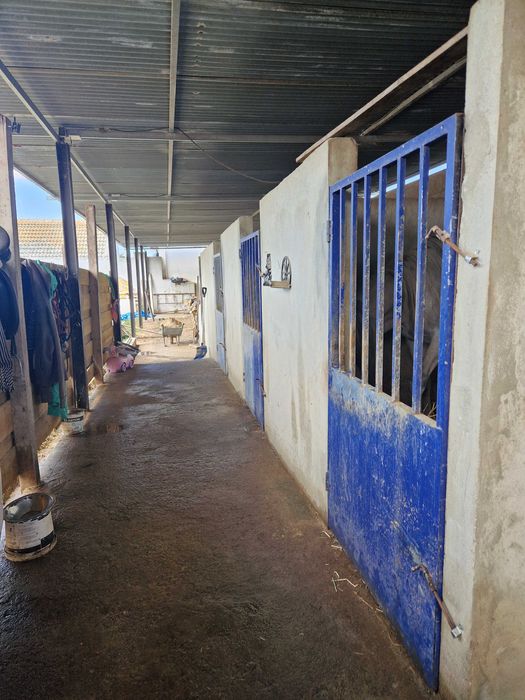 Boxe/Penso para Cavalo