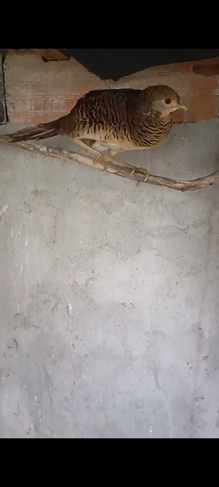 Fêmea de faisão dourado
