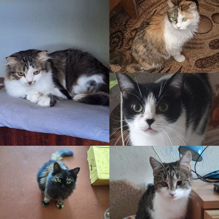 Стерилизованые кошечки бесплатно. Кошка. Котенок. Котята. Даром.