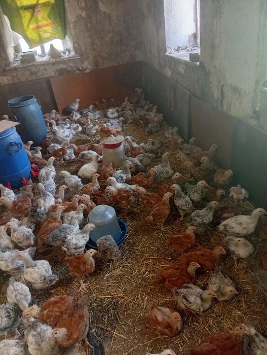 Продам підрощених циплят