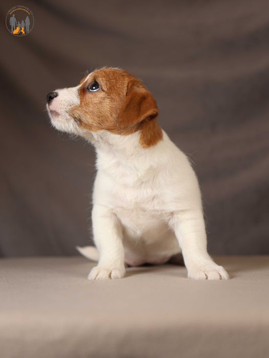 Jack Russell Terrier ZKwP FCI piękna suczka po CH.,PL