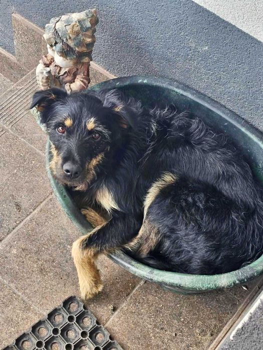 BRUNO  radosny pozytywny psiak do adopcji