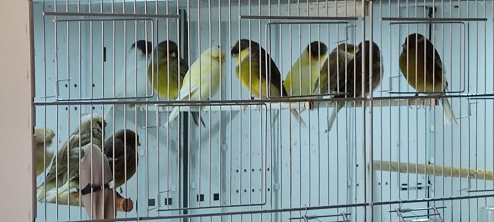 Kanarki Gloster, czyste rasowo.