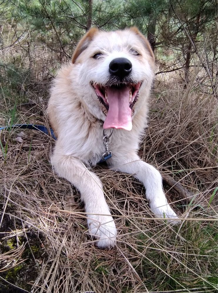 Tadziu kochany szorstkowlosy psiak do adopcji