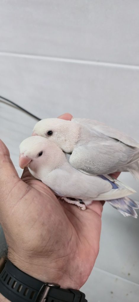 Várias aves domesticadas