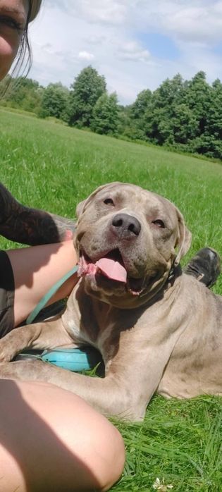 Lunek w typie american bully XL do adopcji!