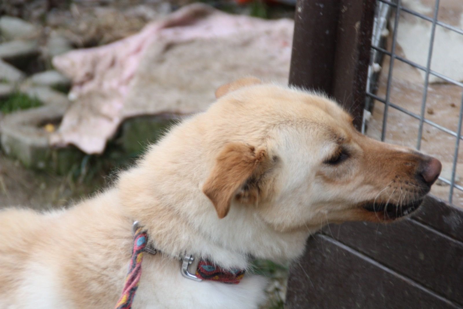 Suczka do adopcji. Sonia. Oddam psa.