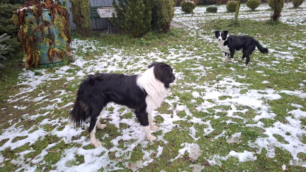 Oferuje krycie reproduktorem Border Collie