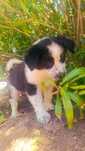 Border Collie Macho