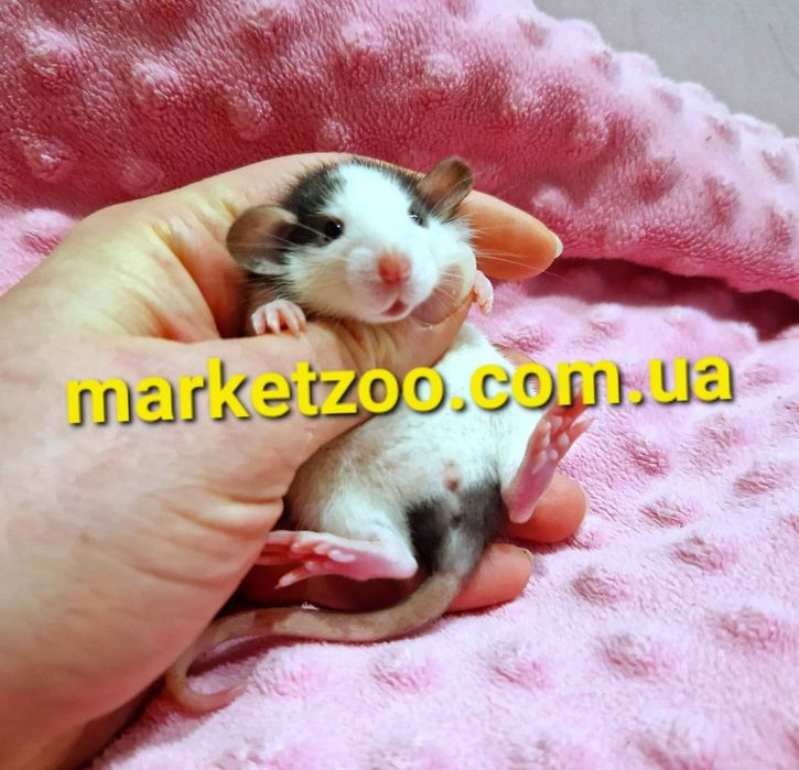 Молоденькие пацючатко Дамбо дівчинка