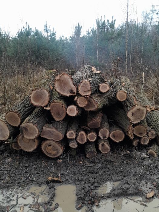 Drewno opałowe kominkowe dąb brzoza sosna