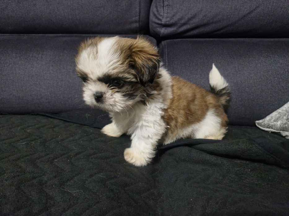 Piesek shih tzu ostatni