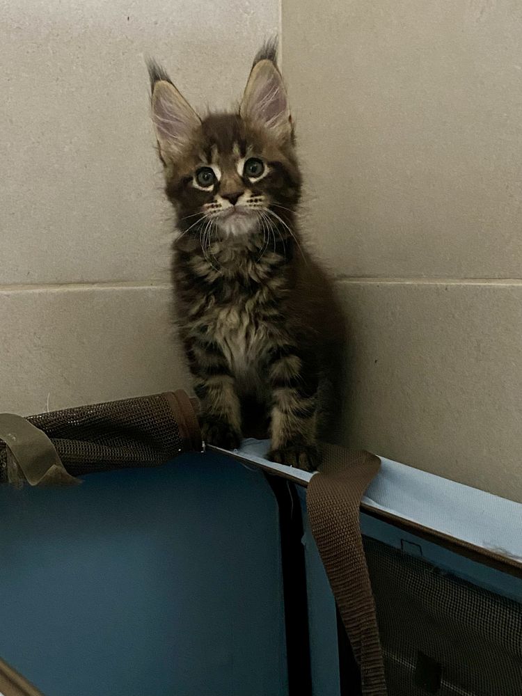 Gatinho Maine Coon